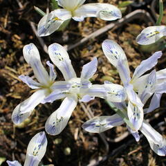 Kosatec síťkovaný 'Painted Lady' - Iris reticulata 'Painted Lady'