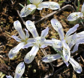 Kosatec síťkovaný 'Painted Lady' - Iris reticulata 'Painted Lady'