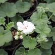 Muškát, pelargonie převislá jednoduchá 'Atlantic White' - Pelargonium peltatum 'Atlantic White'