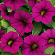 Minipetúnie, Million Bells 'Calita Velvet' - Calibrachoa hybrida 'Calita Velvet'