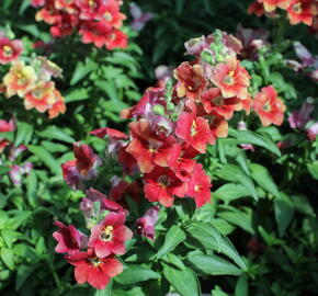 Hledík větší 'Dazzling Lips Sunset' - Antirrhinum majus 'Dazzling Lips Sunset'