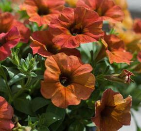 Petúnie 'Petchoa BeautiCal Cinnamon' - Petunia hybrida 'Petchoa BeautiCal Cinnamon'