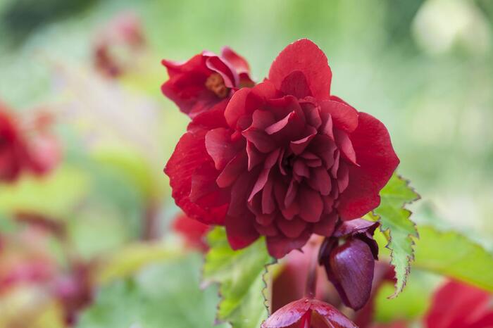 Begónie hlíznatá 'Illumination Scarlet' - Begonia tuberhybrida 'Illumination Scarlet'