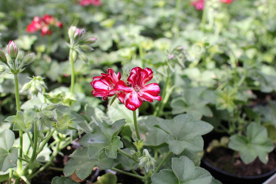 Muškát, pelargonie převislá jednoduchá 'Atlantic Red Star' - Pelargonium peltatum 'Atlantic Red Star'