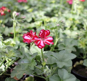 Muškát, pelargonie převislá jednoduchá 'Atlantic Red Star' - Pelargonium peltatum 'Atlantic Red Star'