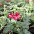 muskat-pelargonie-previsla-jednoducha-atlantic-red-star.jpg