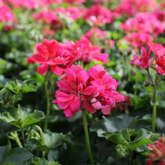 Muškát, pelargonie převislá jednoduchá 'Atlantic Candy' - Pelargonium peltatum 'Atlantic Candy'