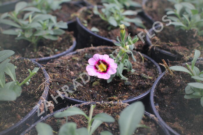 Minipetúnie, Million Bells 'Calita Pink Morn' - Calibrachoa hybrida 'Calita Pink Morn'