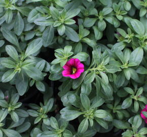 Minipetúnie, Million Bells 'Calita Velvet' - Calibrachoa hybrida 'Calita Velvet'