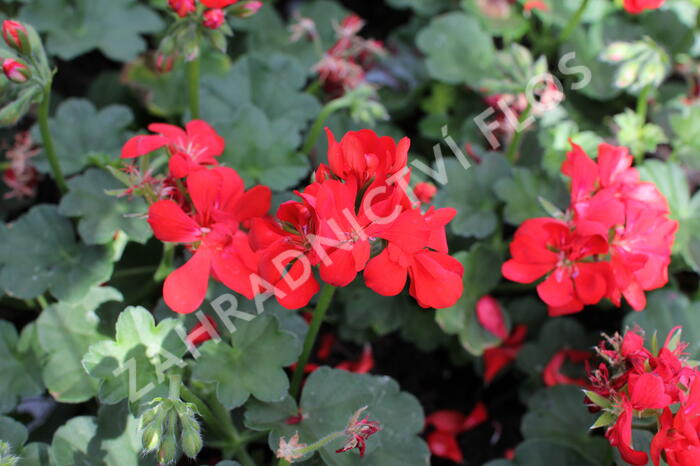 Muškát, pelargonie převislá jednoduchá 'Atlantic Fire - Pelargonium peltatum 'Atlantic Fire