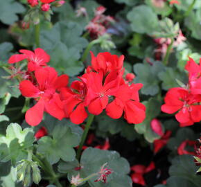 Muškát, pelargonie převislá jednoduchá 'Atlantic Fire - Pelargonium peltatum 'Atlantic Fire