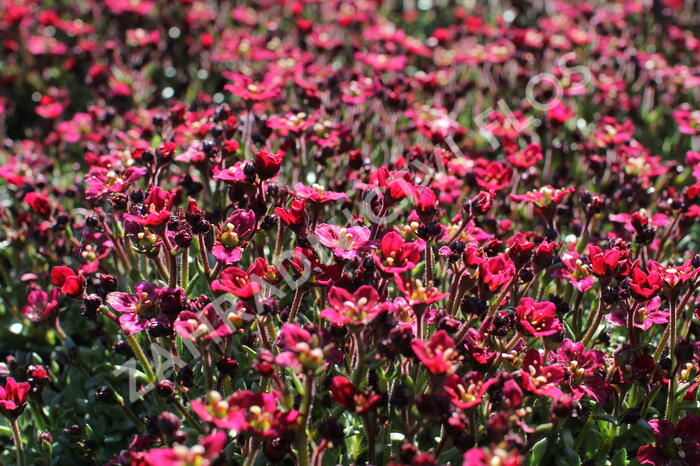 Lomikámen arendsův 'Alpino Deep Rose' - Saxifraga x arendsii 'Alpino Deep Rose'