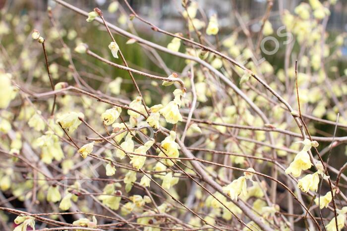 Lískovníček chudokvětý - Corylopsis pauciflora