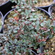 Skalník drobnolistý - Cotoneaster microphyllus