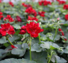 Muškát, pelargonie převislá jednoduchá 'Atlantic Red' - Pelargonium peltatum 'Atlantic Red'