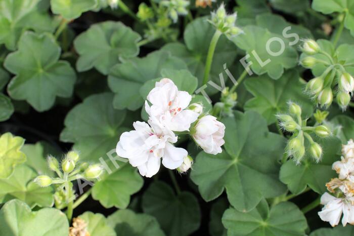 Muškát, pelargonie převislá jednoduchá 'Atlantic White' - Pelargonium peltatum 'Atlantic White'