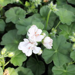 Muškát, pelargonie převislá jednoduchá 'Atlantic White' - Pelargonium peltatum 'Atlantic White'