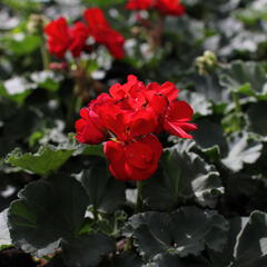 Muškát, pelargonie páskatá 'Savannah Red' - Pelargonium zonale 'Savannah Red'