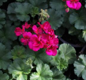 Muškát, pelargonie páskatá 'Savannah Violet' - Pelargonium zonale 'Savannah Violet'