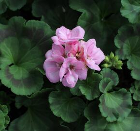 Muškát, pelargonie páskatá 'Green Idols Apple Blossom' - Pelargonium zonale 'Green Idols Apple Blossom'