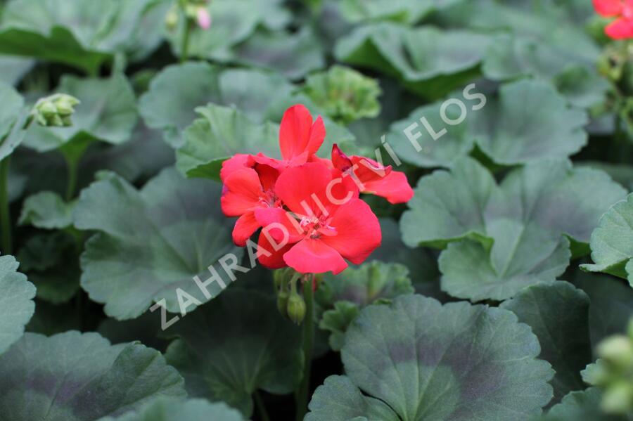 Muškát, pelargonie vzpřímená 'Surviors Idols Orange' - Pelargonium zonale 'Surviors Idols Orange'