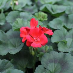 Muškát, pelargonie vzpřímená 'Surviors Idols Orange' - Pelargonium zonale 'Surviors Idols Orange'