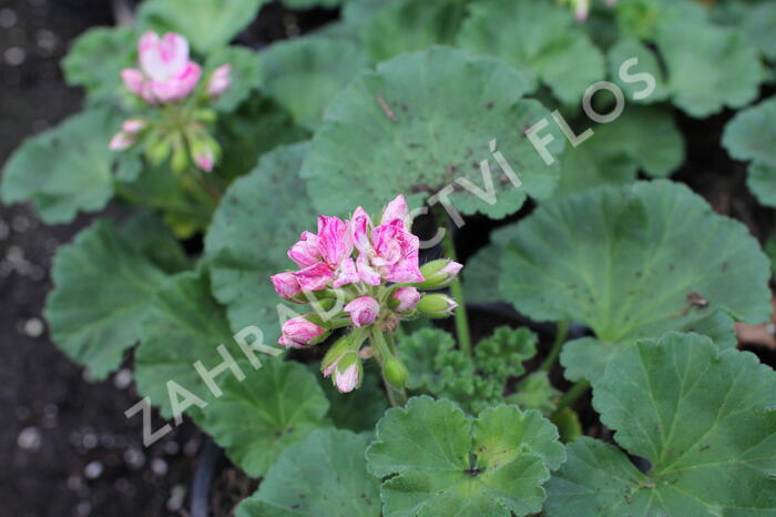 Muškát, pelargonie páskatá 'Survivor Idols Pink Batik' - Pelargonium zonale 'Survivor Idols Pink Batik'