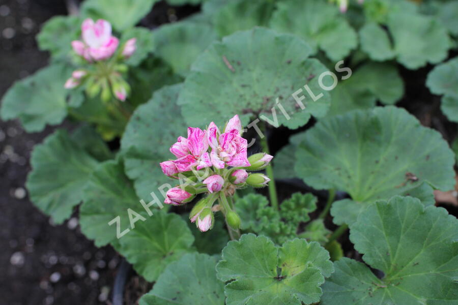 Muškát, pelargonie páskatá 'Survivor Idols Pink Batik' - Pelargonium zonale 'Survivor Idols Pink Batik'