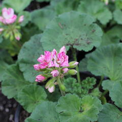 Muškát, pelargonie páskatá 'Survivor Idols Pink Batik' - Pelargonium zonale 'Survivor Idols Pink Batik'