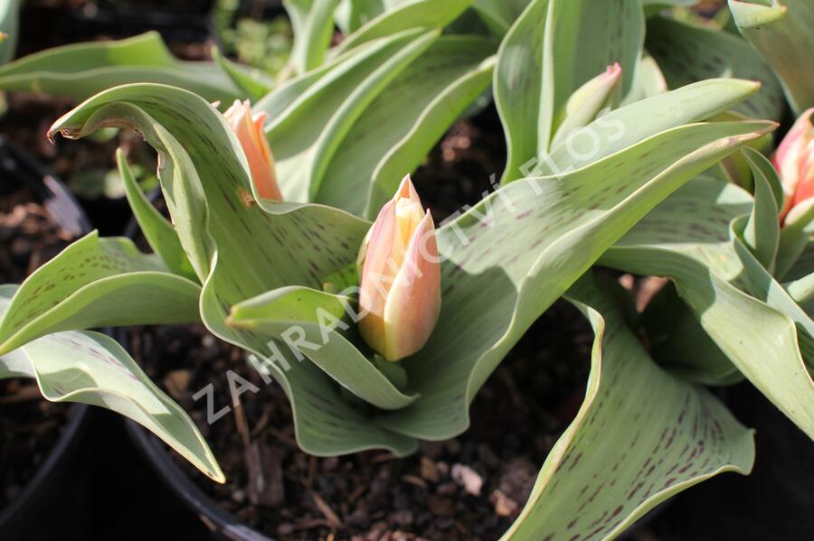 Tulipán Greigův 'Quebec' - Tulipa Greigii 'Quebec'