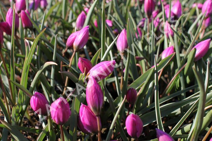 Tulipán nízký 'Helene' - Tulipa humilis 'Helene'