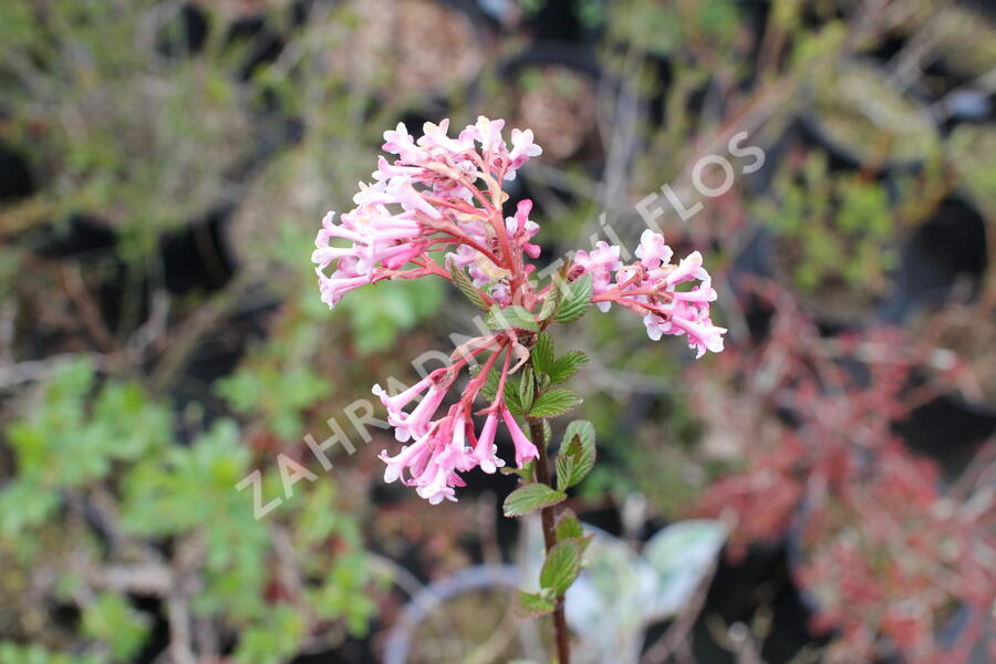 Kalina bodnanská 'Charles Lamont' - Viburnum bodnantense 'Charles Lamont'