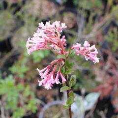 Kalina bodnanská 'Charles Lamont' - Viburnum bodnantense 'Charles Lamont'