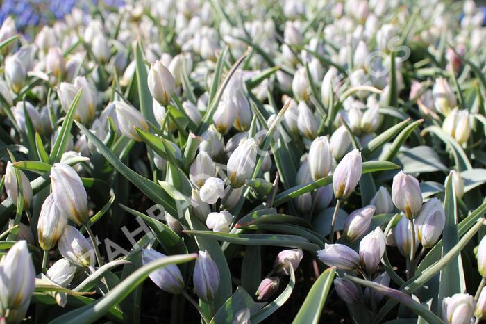 Tulipán botanický polychroma - Tulipa polychroma