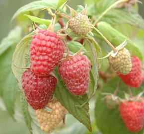 Maliník 'Summer Lovers Garden Red' - Rubus idaeus 'Summer Lovers Garden Red'