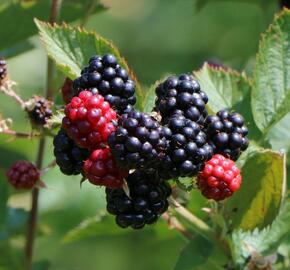 Ostružiník beztrnný 'Coolaris Patio Black' - Rubus fruticosus 'Coolaris Patio Black'