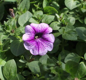 Petúnie 'Ray Purple Vein' - Petunia hybrida 'Ray Purple Vein'