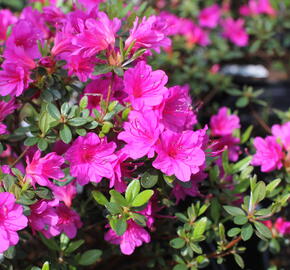 Azalka japonská 'Amoena' - Azalea japonica 'Amoena'