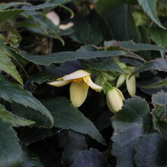 Begónie bolívijská 'Bellavista Lemon' - Begonia boliviensis 'Bellavista Lemon'