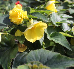 Begónie hlíznatá 'Nonstop Joy Yellow' - Begonia tuberhybrida 'Nonstop Joy Yellow'