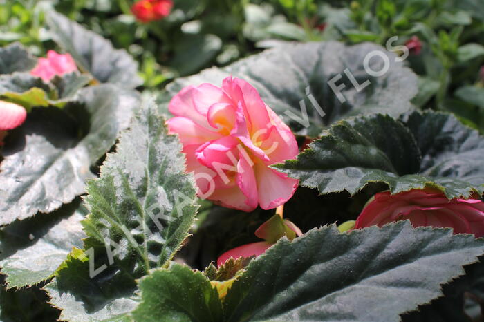 Begónie hlíznatá 'Nonstop Joy Rose Picotee' - Begonia tuberhybrida 'Nonstop Joy Rose Picotee'