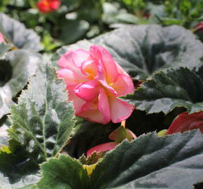 Begónie hlíznatá 'Nonstop Joy Rose Picotee' - Begonia tuberhybrida 'Nonstop Joy Rose Picotee'