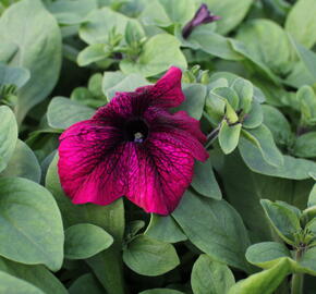 Petúnie velkokvětá 'Musica F1 Burgundy' - Petunia grandiflora 'Musica F1 Burgundy'