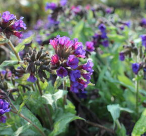 Plicník 'Diana Clare' - Pulmonaria longifolia 'Diana Clare'