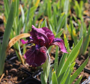 Kosatec nízký 'Pastel Charme' - Iris barbata-nana 'Pastel Charme'