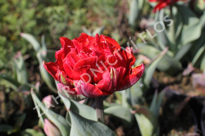 Tulipán plnokvětý pozdní 'Red Princess' - Tulipa Double Late 'Red Princess'