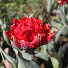 Tulipán plnokvětý pozdní 'Red Princess' - Tulipa Double Late 'Red Princess'