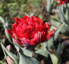 Tulipán plnokvětý pozdní 'Red Princess' - Tulipa Double Late 'Red Princess'