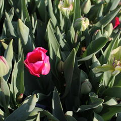 Tulipán  Farmer's Mix 'Amore' - Tulipa Farmer's Mix 'Amore'