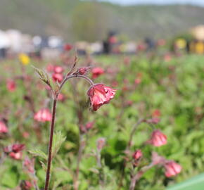 Kuklík 'Bell Bank' - Geum 'Bell Bank'